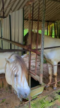 White Horse in Romantic Countryside Setting | Elegant Majestic Equine 4K Vertical Video