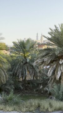A serene view of palm trees near Maqbarat Shuhada Badr, with mosque minarets in the distance, capturing the spiritual and historical atmosphere of the historic battlefield site in Madinah.