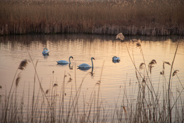 Beautiful white swans swimming on a calm pond at sunrise. Misty morning landscape.