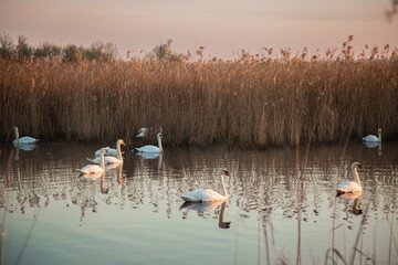 Beautiful white swans swimming on a calm pond at sunrise. Misty morning landscape.