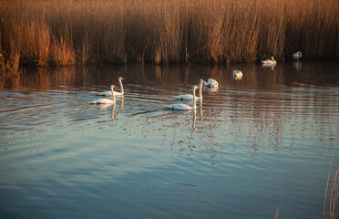 Beautiful white swans swimming on a calm pond at sunrise. Misty morning landscape.