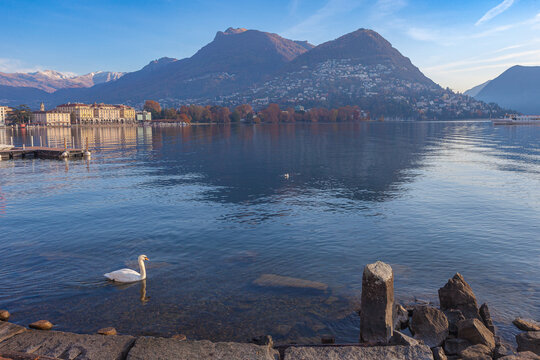 Autumn panorama of the shore of Lake Lugano with a magnificent swan swimming. Trees in autumn colors of Parco Ciani an Mount Bre in the background. Lugano, Ticino, Switzerland