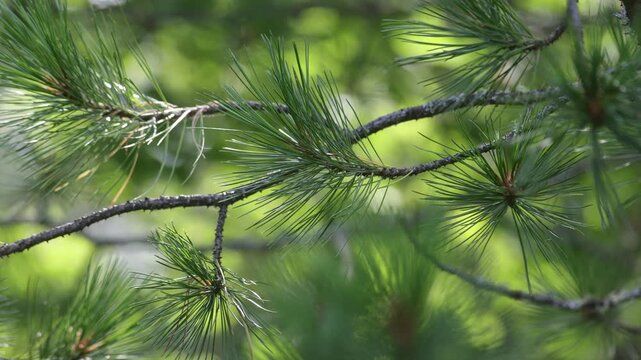 Close-up of a cedar branch with a pine cone