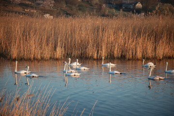 Beautiful white swans swimming on a calm pond at sunrise. Misty morning landscape.