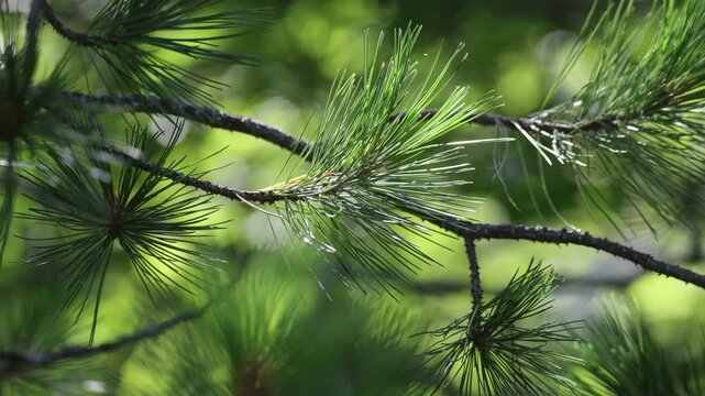 Close-up of a cedar branch with a pine cone