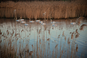 Beautiful white swans swimming on a calm pond at sunrise. Misty morning landscape.