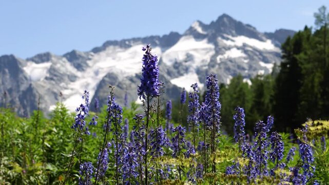 Picturesque mountain valley with blooming alpine meadows, forest and snow-capped mountains in the background. Altai, Russia