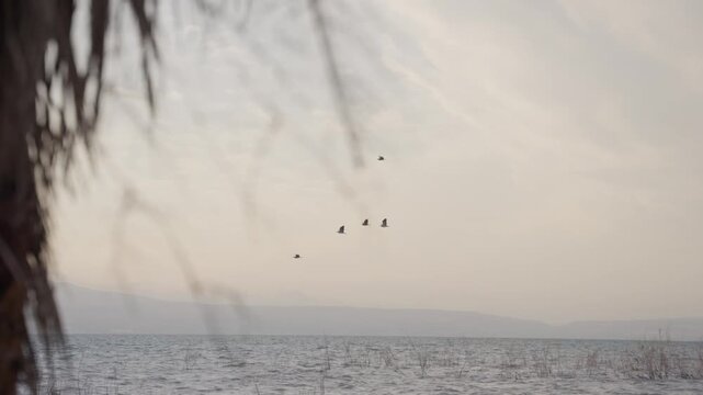 Birds glide above calm water in Sea of Galilee, Israel. Branches frame the scene softly. Distant hills fade under pale sky. Frost-kissed reeds ripple gently. Peaceful motion captures quiet dawn