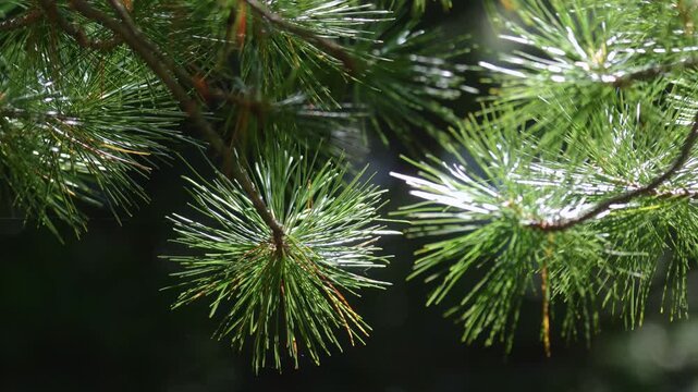 Close-up of a cedar branch with a pine cone