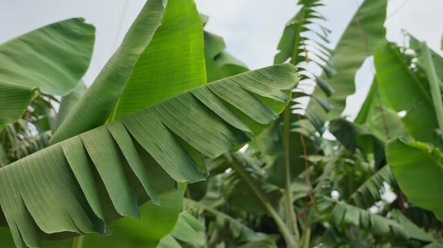 Large green banana leaves sway gently in the breeze. Lush foliage fills the frame with natural vibrancy. Sunlight filters through the canopy softly. Ideal for tropical or agricultural backgrounds