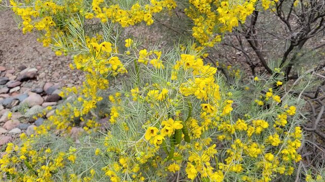Close-up of a Senna artemisioides shrub, commonly known as Feathery Cassia or Silver Cassia, during Arizona  winter
