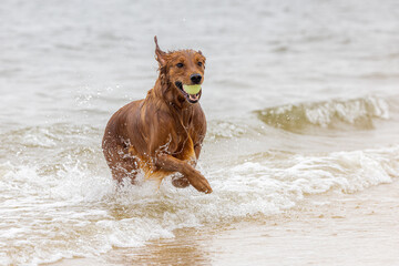 Golden retriever running through waves with ball