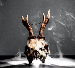 Roe deer skull Capreolus capreolus photographed with smoke effect. © Trygve