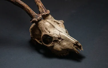 Fototapeten Rehe Front view of roe deer Capreolus capreolus skull with antlers.  © Trygve