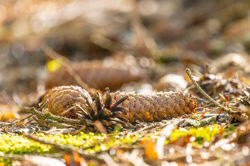 Fototapete bei efototapeten.de bestellen   