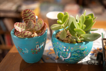 Two small potted succulents in bright blue hand-painted ceramic pots sitting on a wooden table in sunlight.