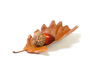 Frucht der Stieleiche, Quercus robur L.