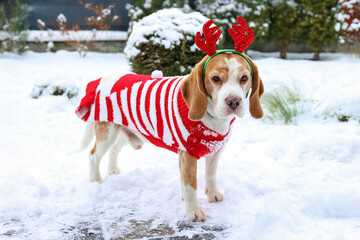 Cute beagle in Christmas sweater and reindeer antlers in the snow