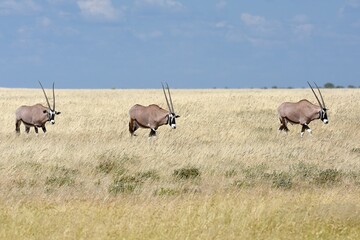 Oryx Antilopen (oryx gazella) ziehen durch die Savanne im Etoscha Nationalpark