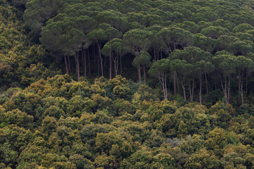 Pine Forest, Lebanon