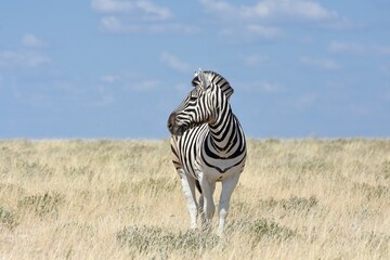 Steppenzebra (Equus quagga) im Etoscha Nationalpark