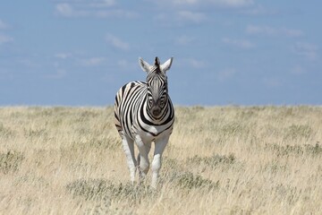 Steppenzebra (Equus quagga) im Etoscha Nationalpark