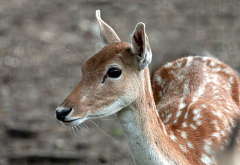 Portrait of a Deer Fawn