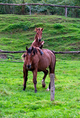 Mare and Foal