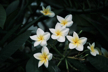 Fototapeta premium Beautiful white and yellow frangipani blossoms, or plumeria, captured in soft light against a deep green botanical backdrop. Ideal for themes of tropical nature, relaxation, and exotic beauty.