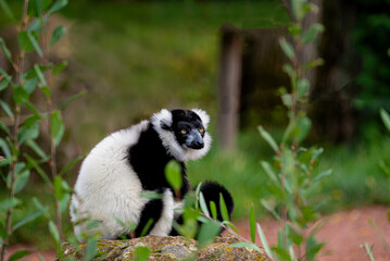 Black and White Ruffed Lemur Sitting
