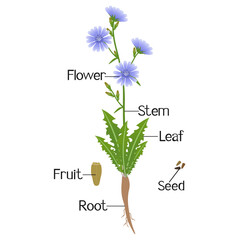 Parts of a chicory plant on a white background..eps