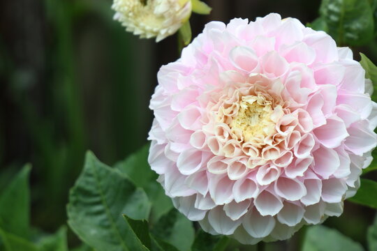Close-up of a delicate pink dahlia flower with intricate petal layers in soft focus