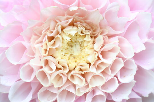 Close-up of a delicate pink dahlia flower with intricate petal layers in soft focus