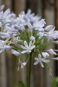 A cluster of pale blue agapanthus flowers, also known as Lily of the Nile, is captured in close-up with a small fly resting on one of the petals