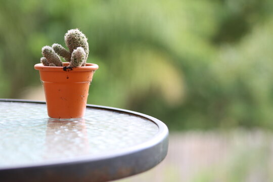 A small, fuzzy cactus in an orange pot rests on a reflective glass table, with lush green foliage out of focus behind it