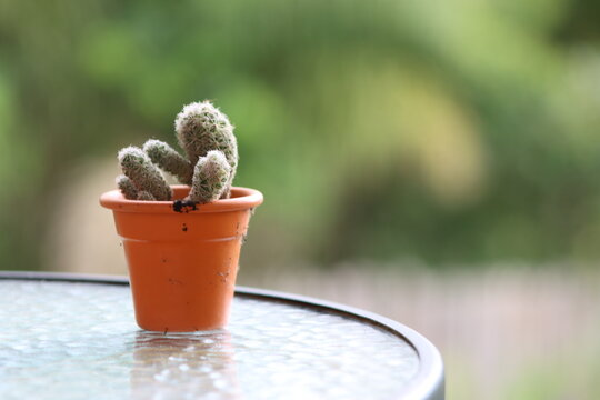 A small, fuzzy cactus in an orange pot rests on a reflective glass table, with lush green foliage out of focus behind it
