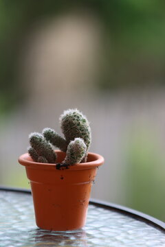 A small, fuzzy cactus in an orange pot rests on a reflective glass table, with lush green foliage out of focus behind it