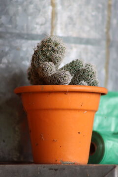 A small, fuzzy cactus in an orange pot rests on a reflective glass table, with lush green foliage out of focus behind it