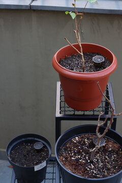 Close-up view of a small plant seedling growing in dark soil within a reddish-brown pot, featuring a black granular fertilizer cage