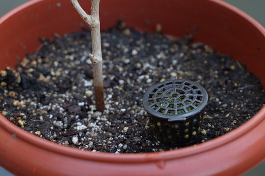 Close-up view of a small plant seedling growing in dark soil within a reddish-brown pot, featuring a black granular fertilizer cage