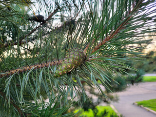 Young, fresh, spring green pine cones on a pine branch