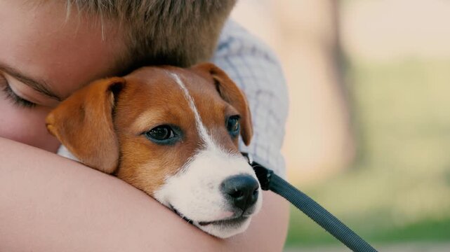 Boy embraces Jack Russell Terrier dog with genuine affection. Boy shows genuine affection embracing Jack Russell Terrier. Boy shares warm embrace with purebred Jack Russell Terrier on sunny summer day