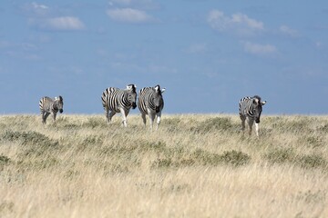 Steppenzebras (Equus quagga) im Etoscha Nationalpark in Namibia