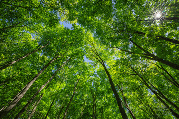 Obraz premium Looking up into a tree canopy.