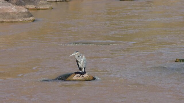 Great Blue Heron preens on a rock in northern New Mexico&rsquo;s fast-moving Chama River