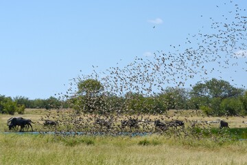 Ein Schwarm Blutschnabelweber (quelea quelea) fliegt zum Wasserloch im Etoscha Nationalpark