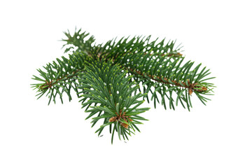 vibrant emerald fir branch sprig with subtle micro-frost, detailed macro still life on a transparent background, high-key lighting, shallow depth of field. concept of festive holiday luxury