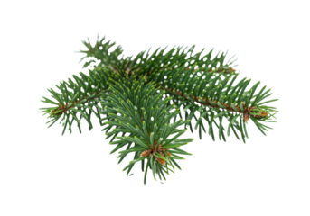 vibrant emerald fir branch sprig with subtle micro-frost, detailed macro still life on a transparent background, high-key lighting, shallow depth of field. concept of festive holiday luxury
