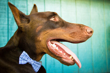 Close-up side view of a red warlock doberman dog wearing a bow tie standing in front of a wooden fence with an open mouth