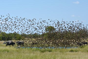 Ein Schwarm Blutschnabelweber (quelea quelea) fliegt zum Wasserloch im Etoscha Nationalpark